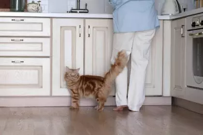 Comforting scene of a cat with a human in a kitchen. Reflects the therapeutic role of pets in modern
