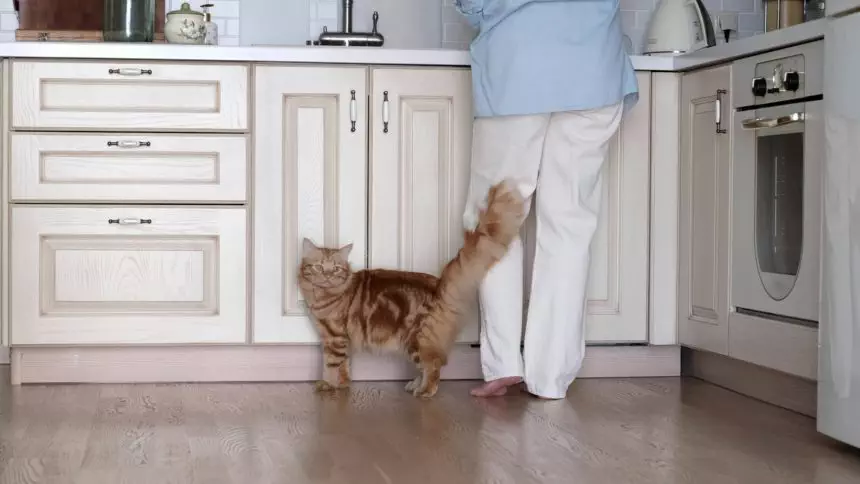 Comforting scene of a cat with a human in a kitchen. Reflects the therapeutic role of pets in modern