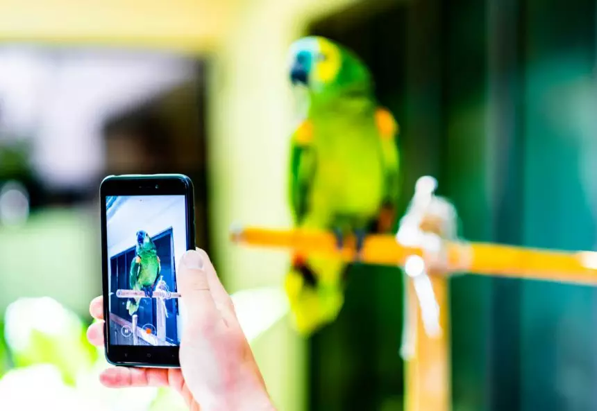 Recording video with parrot on smartphone