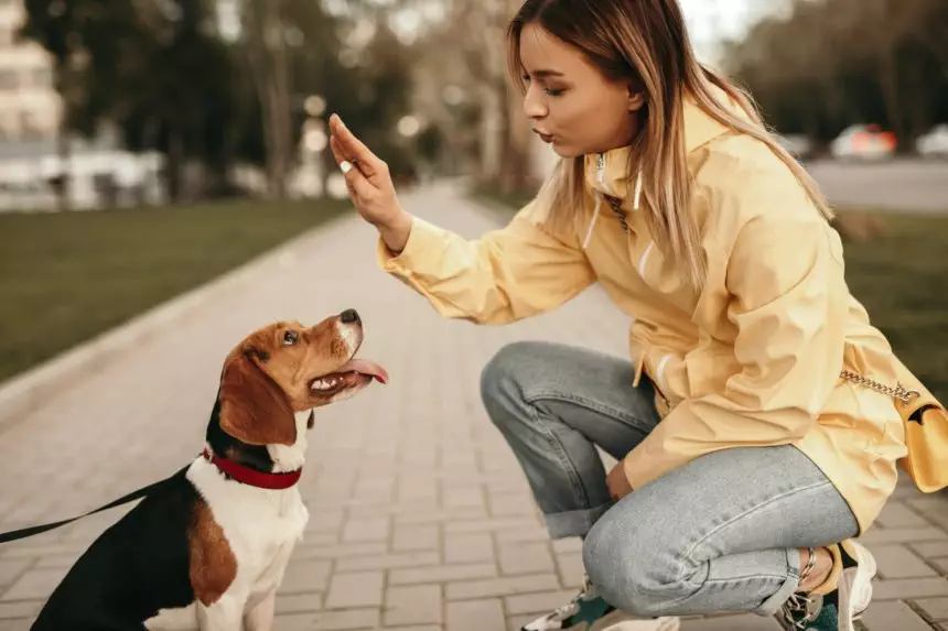 Young woman training dog on path
